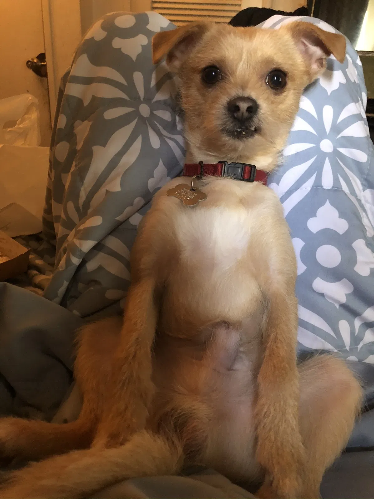 Lost dog in Hayward, CA, 94545