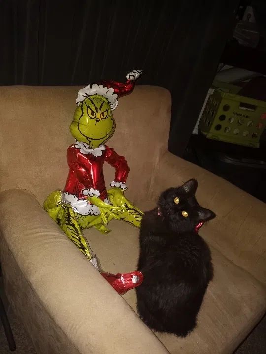 Lost cat in Las Vegas, NV, 89123