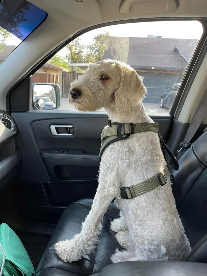 Lost dog in Mesa, AZ, 85204