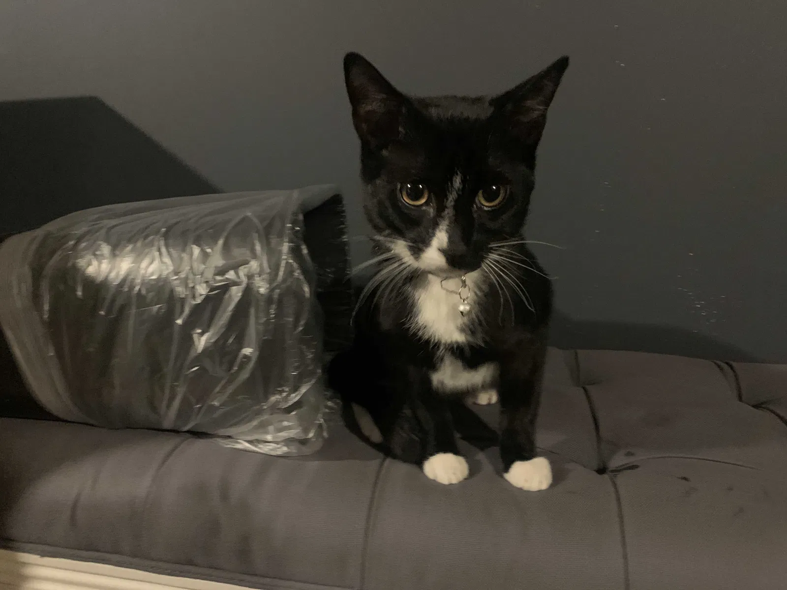 Found cat in Maspeth, NY, 11378