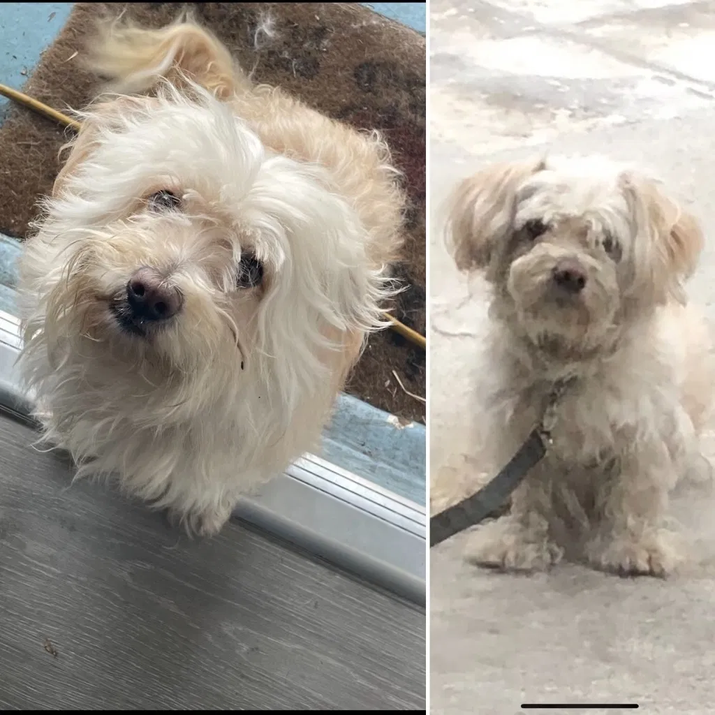 Lost dog in Bell Gardens, CA, 90201