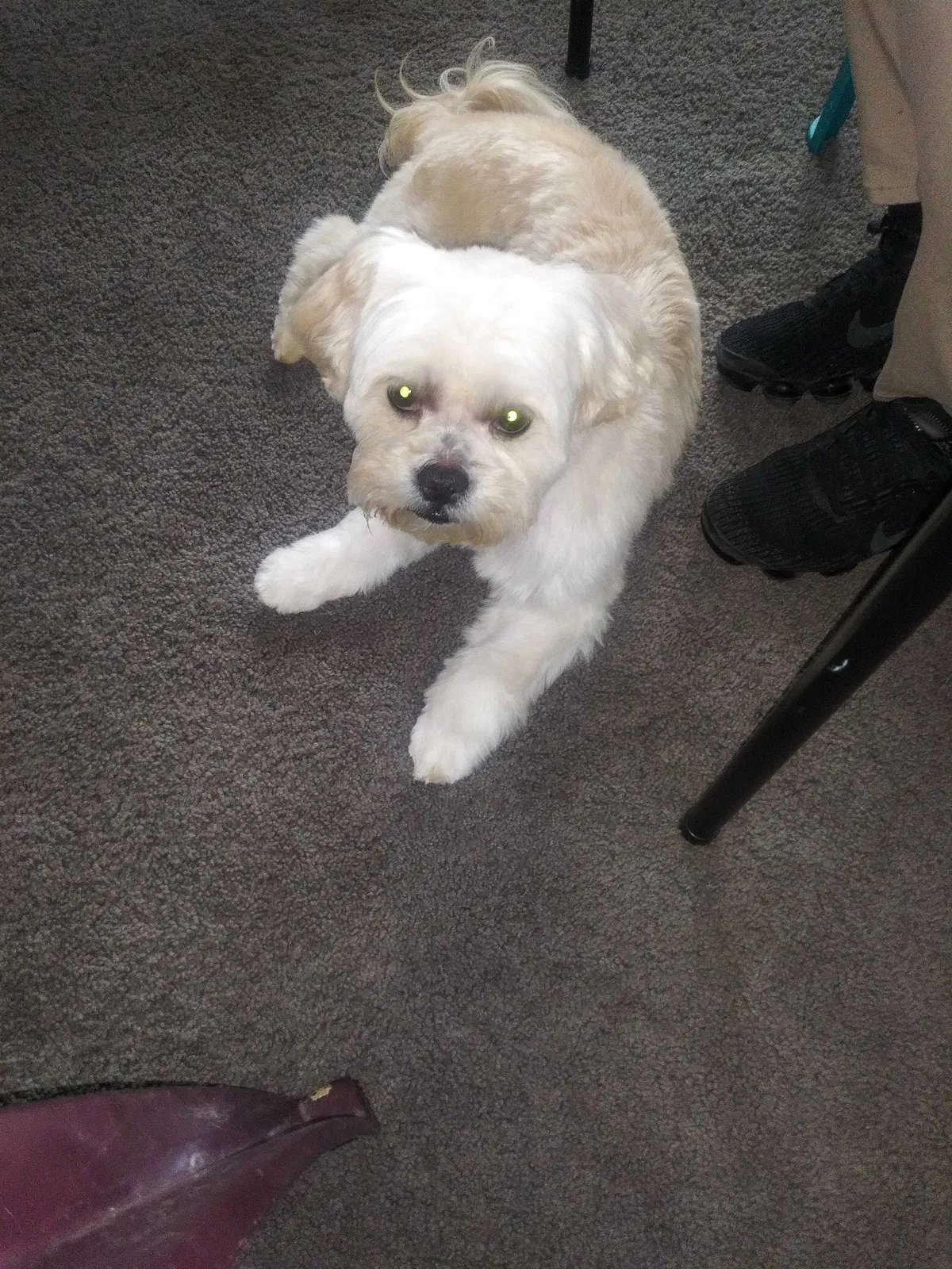 Lost dog in Dayton, OH, 45416