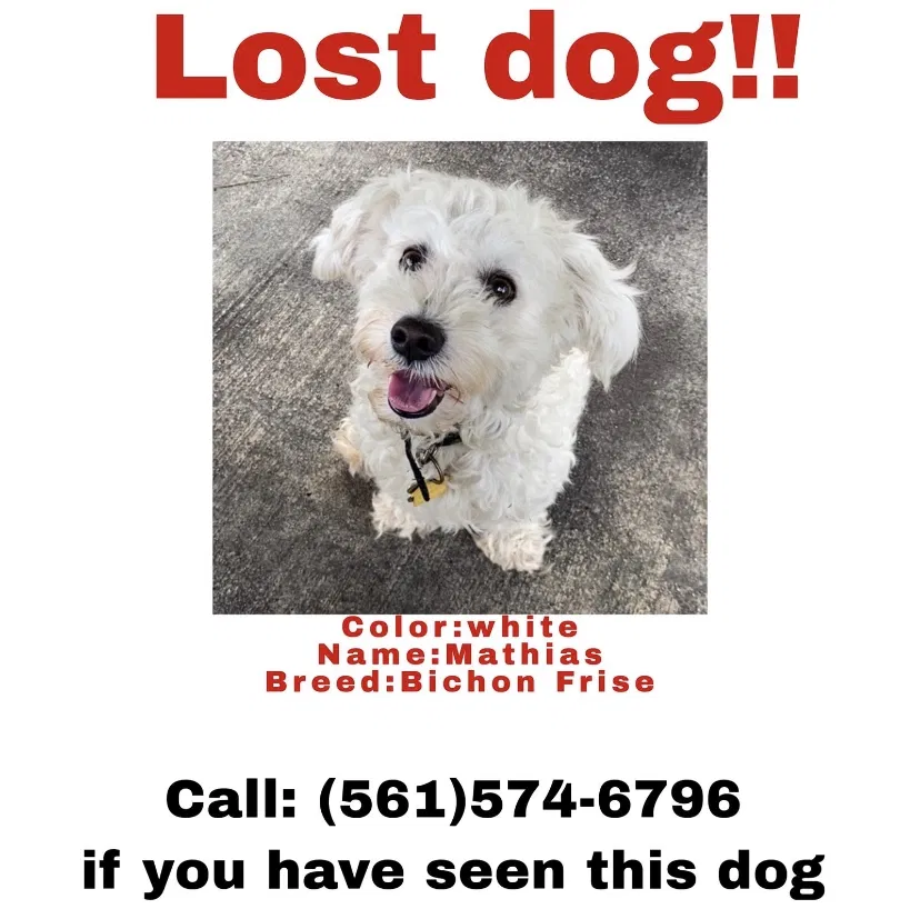 Lost dog in Lake Worth, FL, 33463