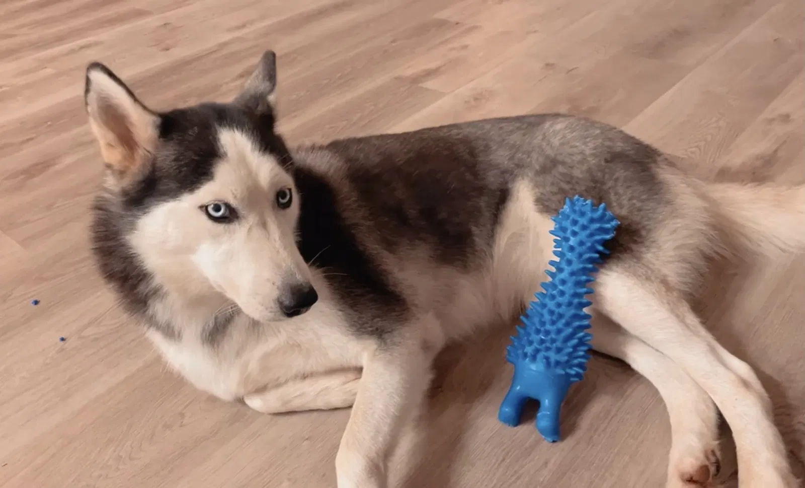 Lost dog in Lehigh Acres, FL, 33971