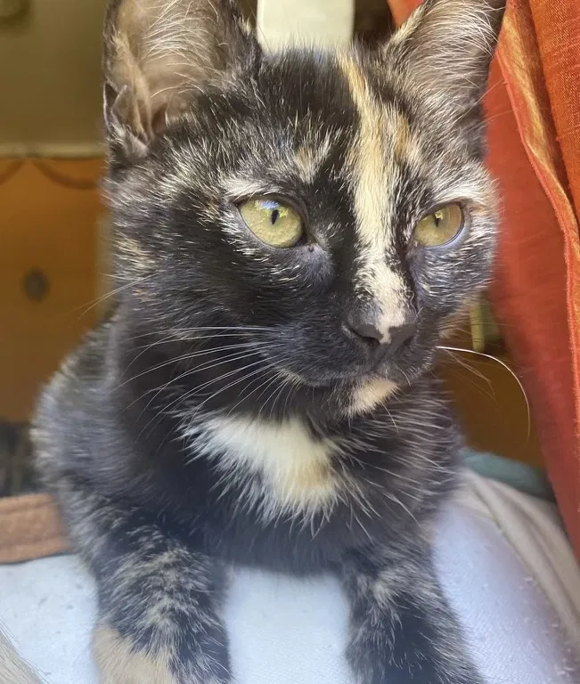 Lost cat in Redwood City, CA, 94062