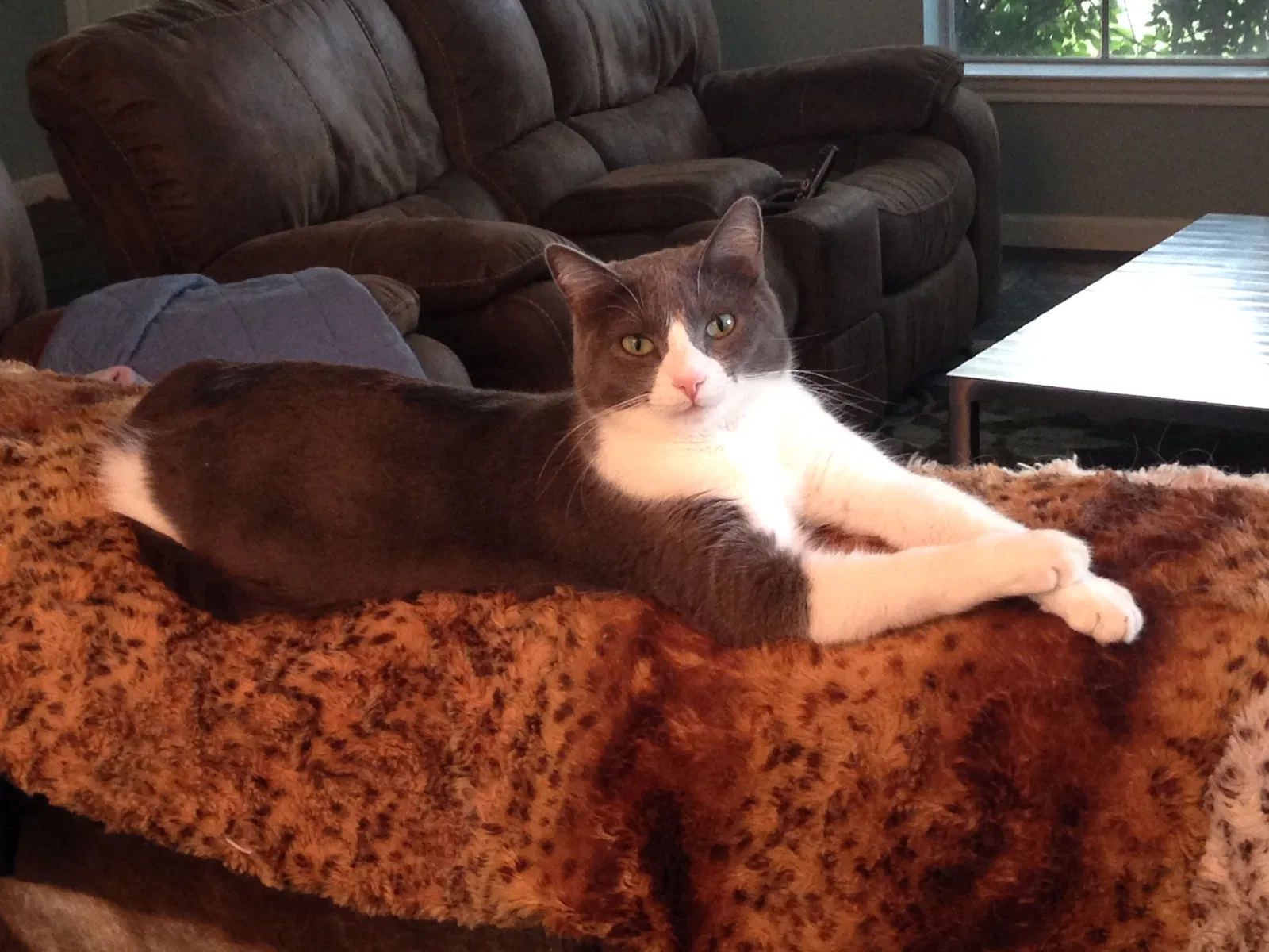 Lost cat in Houston, TX, 77041