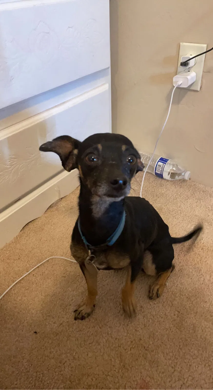 Lost dog in Litchfield Park, AZ, 85340