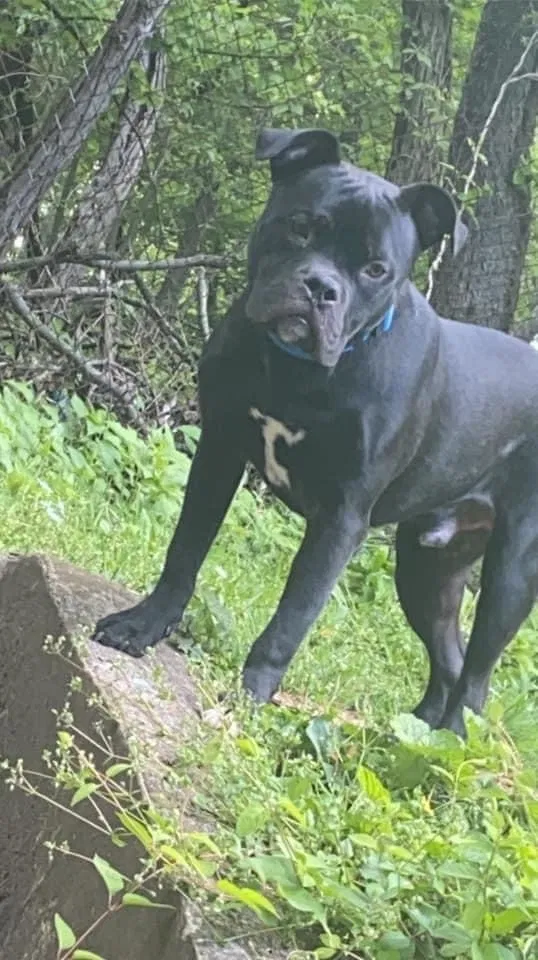 Lost dog in Pittsburgh, PA, 15221