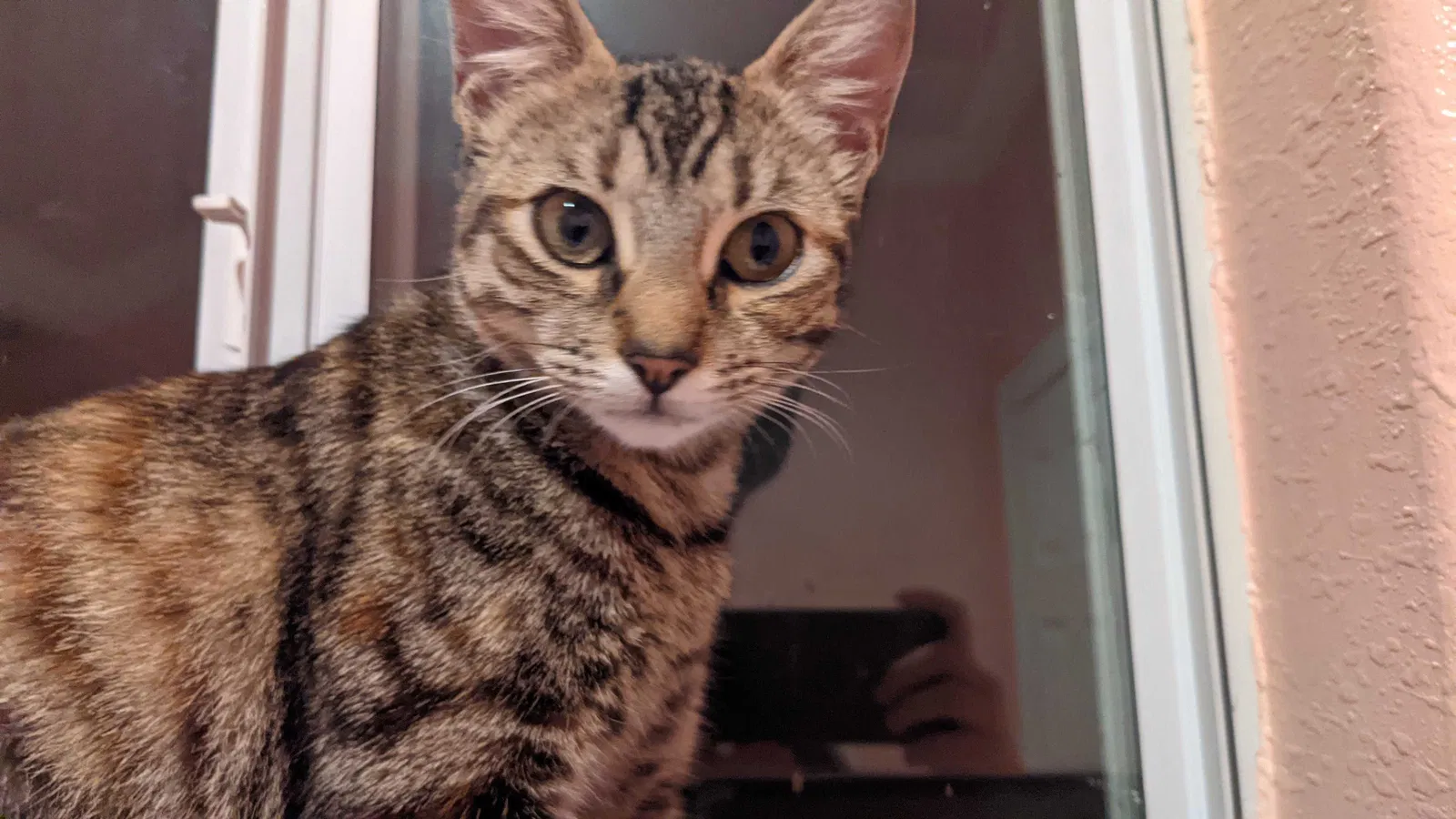 Lost cat in Galena Park, TX, 77547