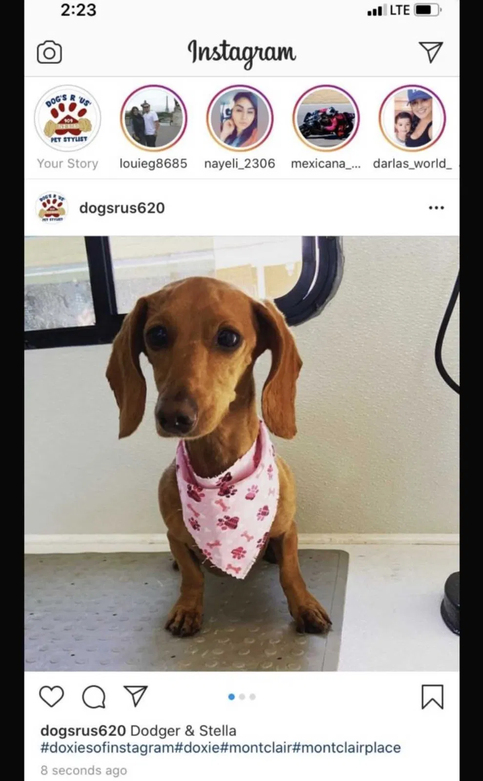 Lost dog in Hesperia, CA, 92345