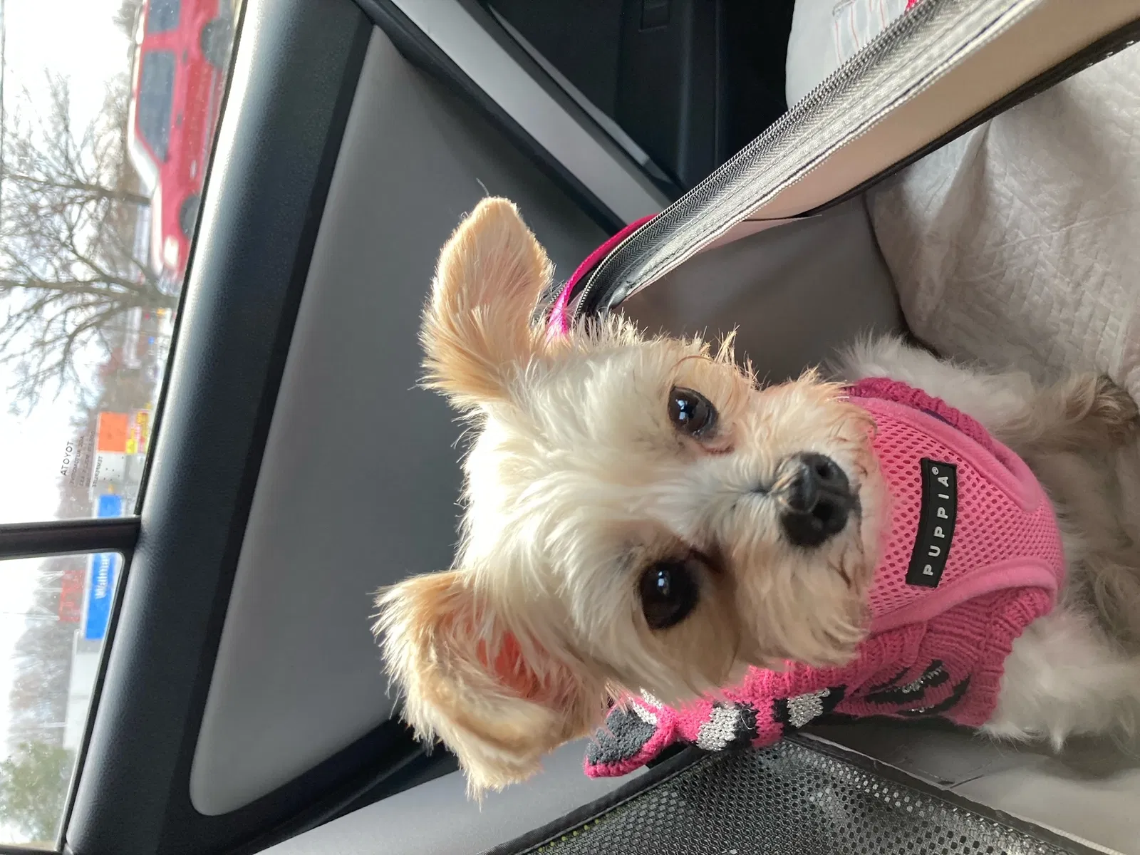 Lost dog in Frederick, MD, 21702