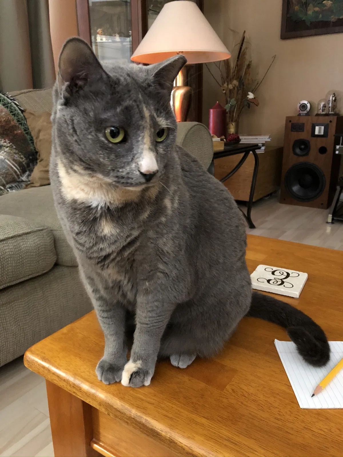 Lost cat in Lady Lake, FL, 32159