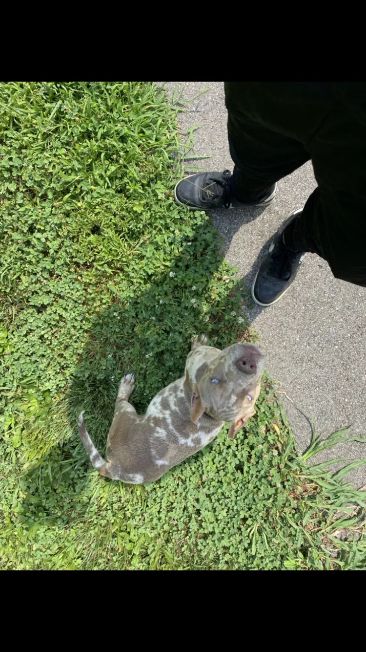 Lost dog in Indianapolis, IN, 46203