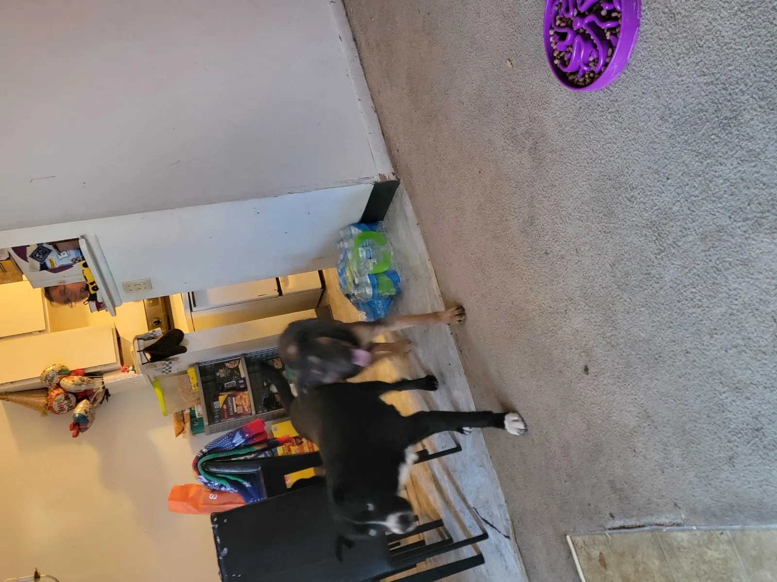 Found dog in Wichita, KS, 67214