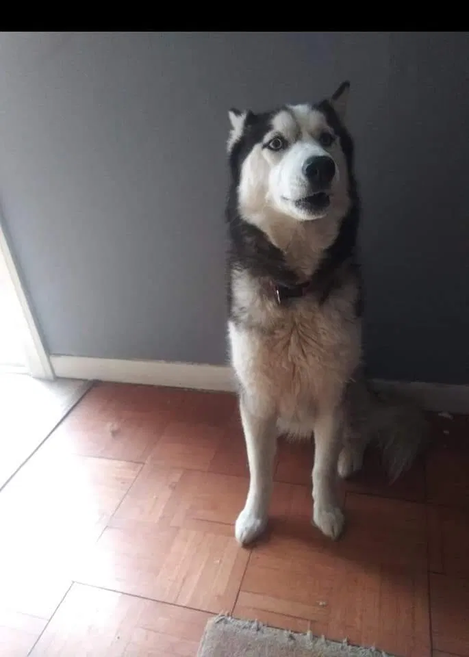 Lost dog in Mansfield, OH, 44907