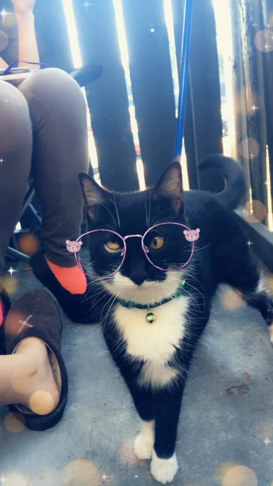 Lost cat in Fort Worth, TX, 76133