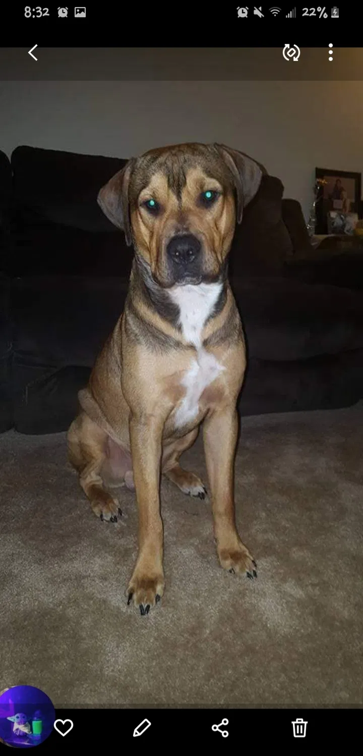 Lost dog in Dowagiac, MI, 49047