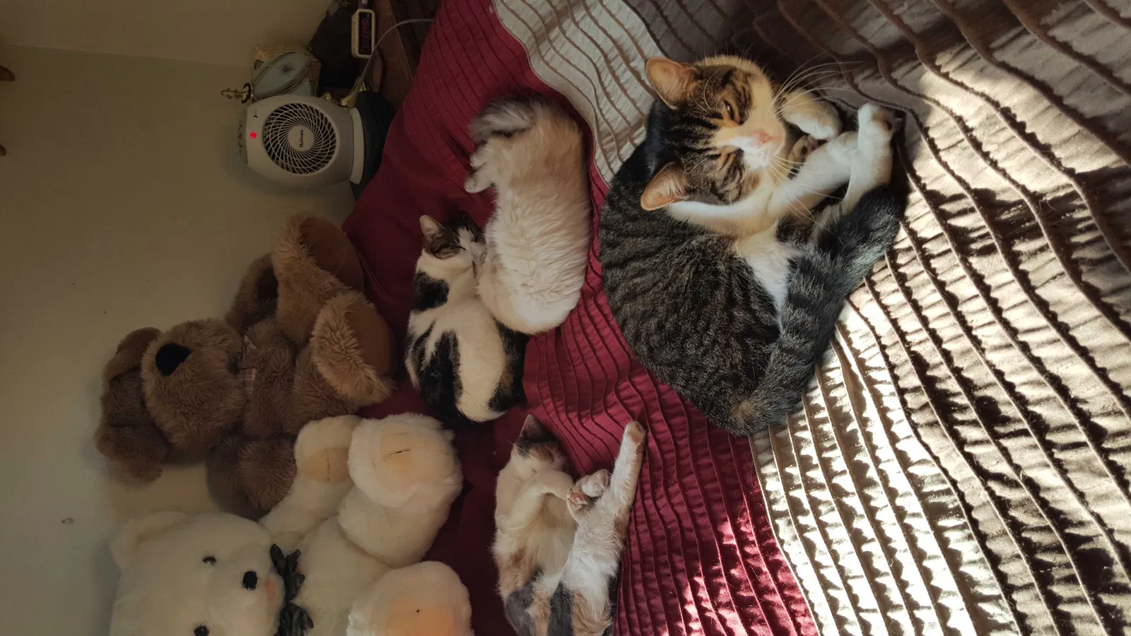 Lost cat in Ecorse, MI, 48229