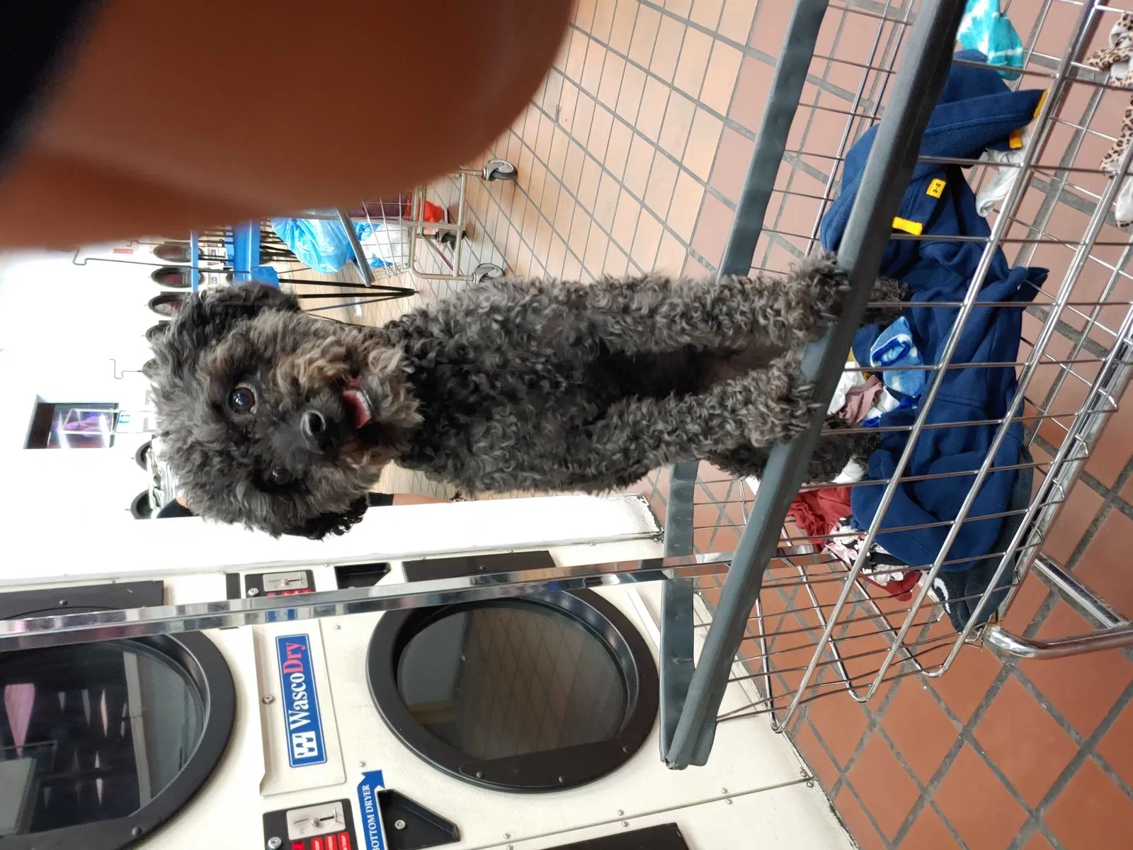 Lost dog in Las Vegas, NV, 89104