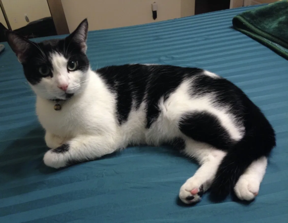 Lost cat in Carteret, NJ, 7008