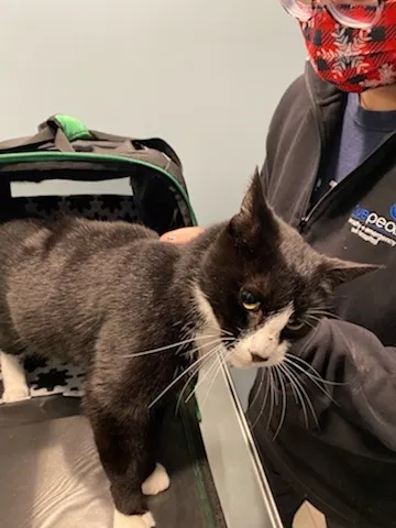 Found cat in Wilmington, DE, 19804