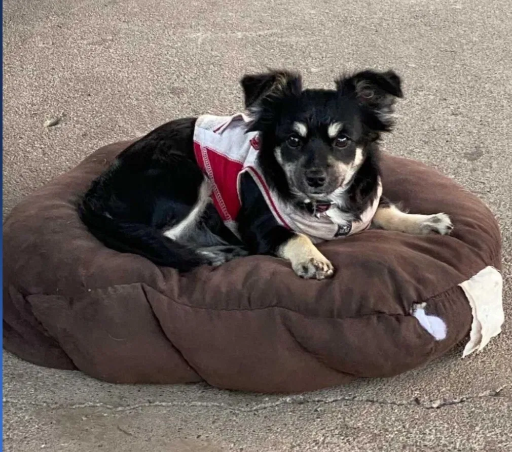 Lost dog in Riverbank, CA, 95367