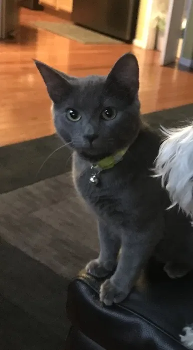 Lost cat in Bowie, MD, 20716