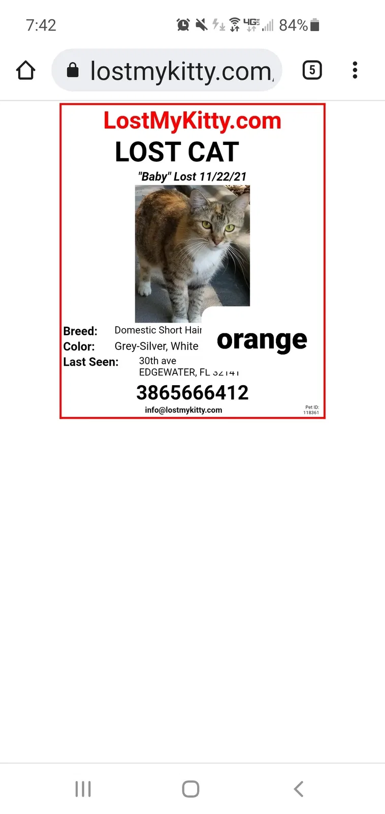 Lost cat in Edgewater, FL, 32141