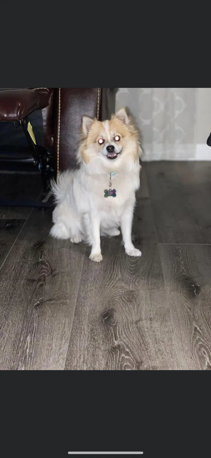 Lost dog in Sacramento, CA, 95824