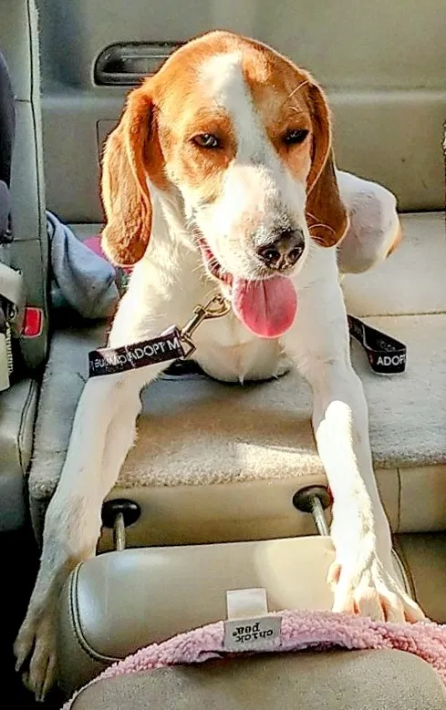 Lost dog in Hancocks Bridge, NJ, 8038