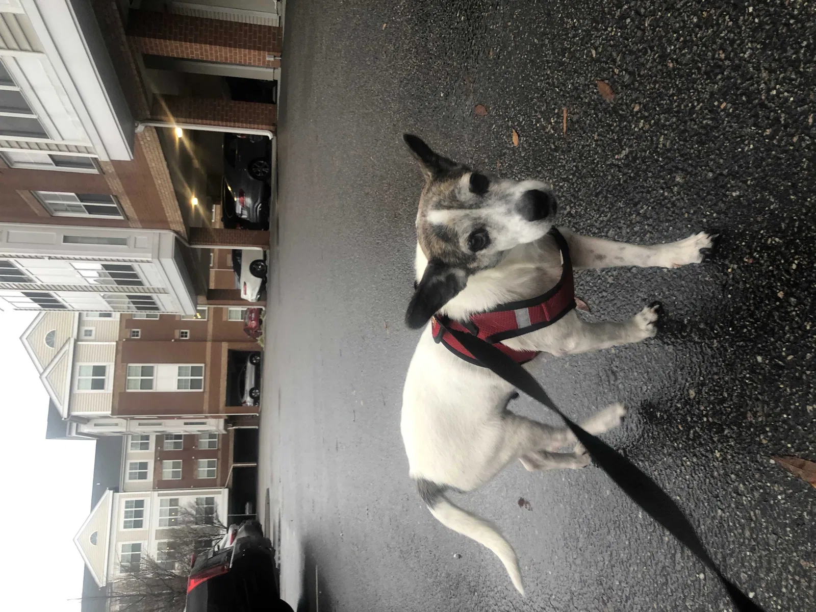 Lost dog in Newport News, VA, 23605
