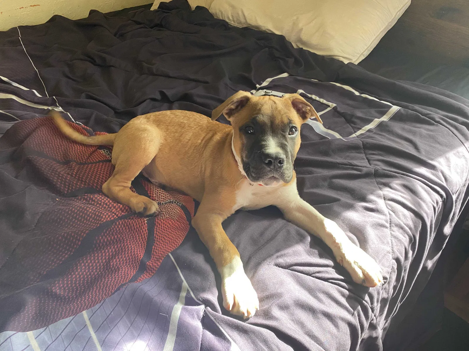 Found dog in Jackson, MS, 39206
