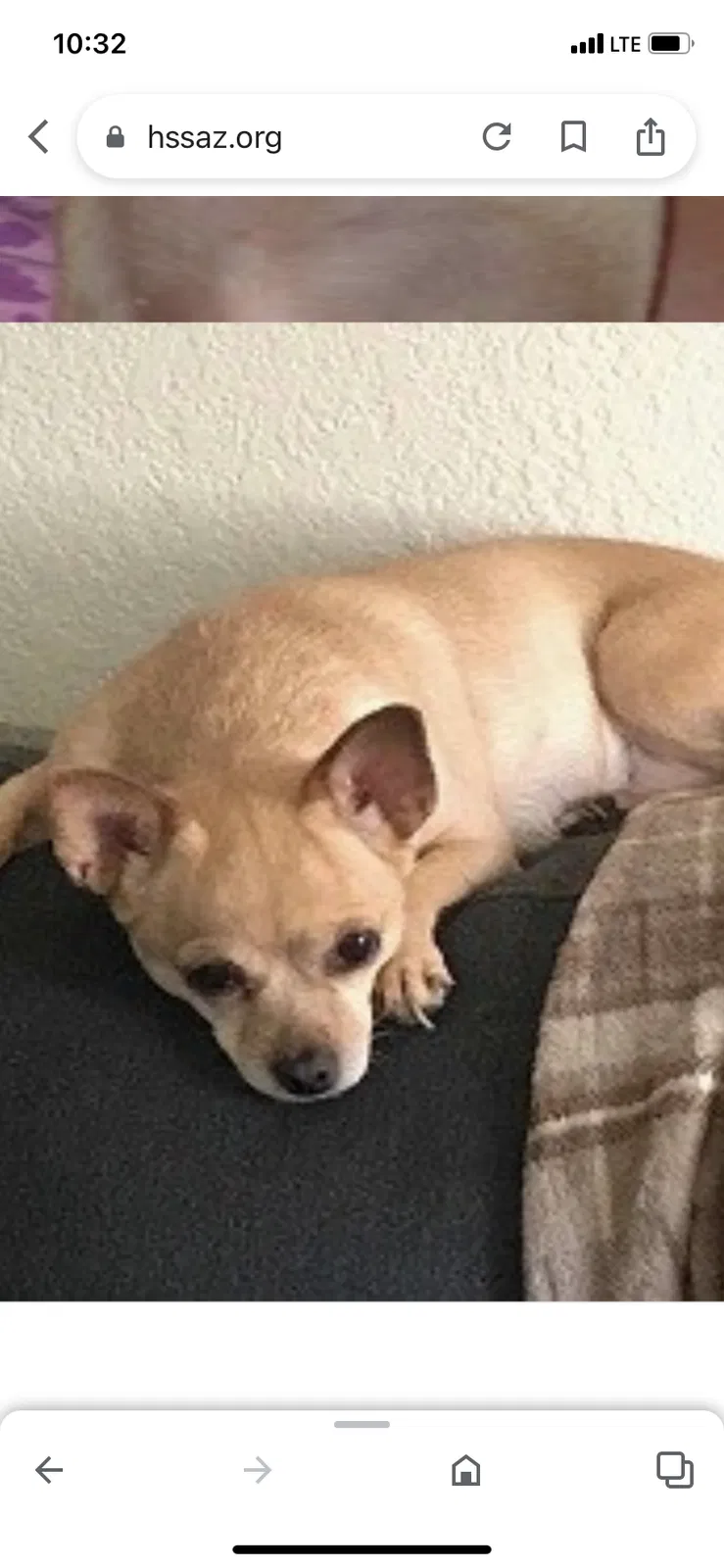 Lost dog in Tucson, AZ, 85706