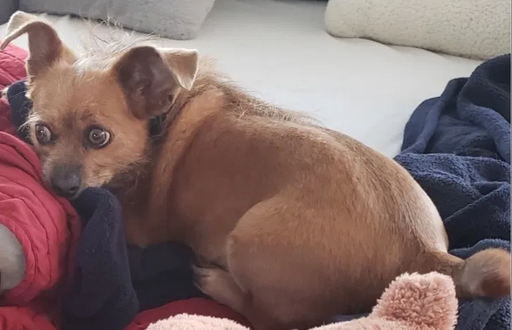 Lost dog in San Antonio, TX, 78254