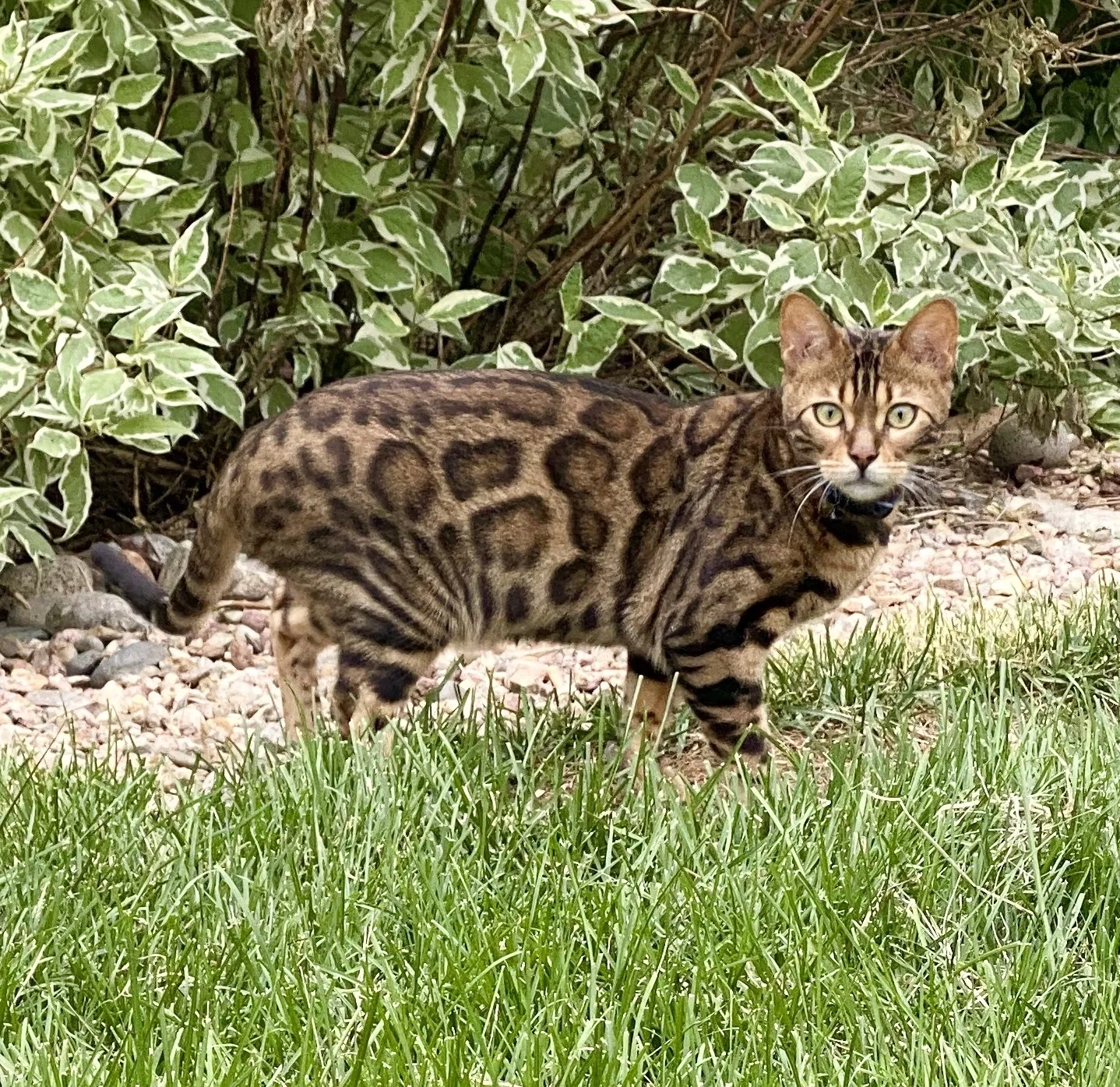 Lost cat in Katy, TX, 77494