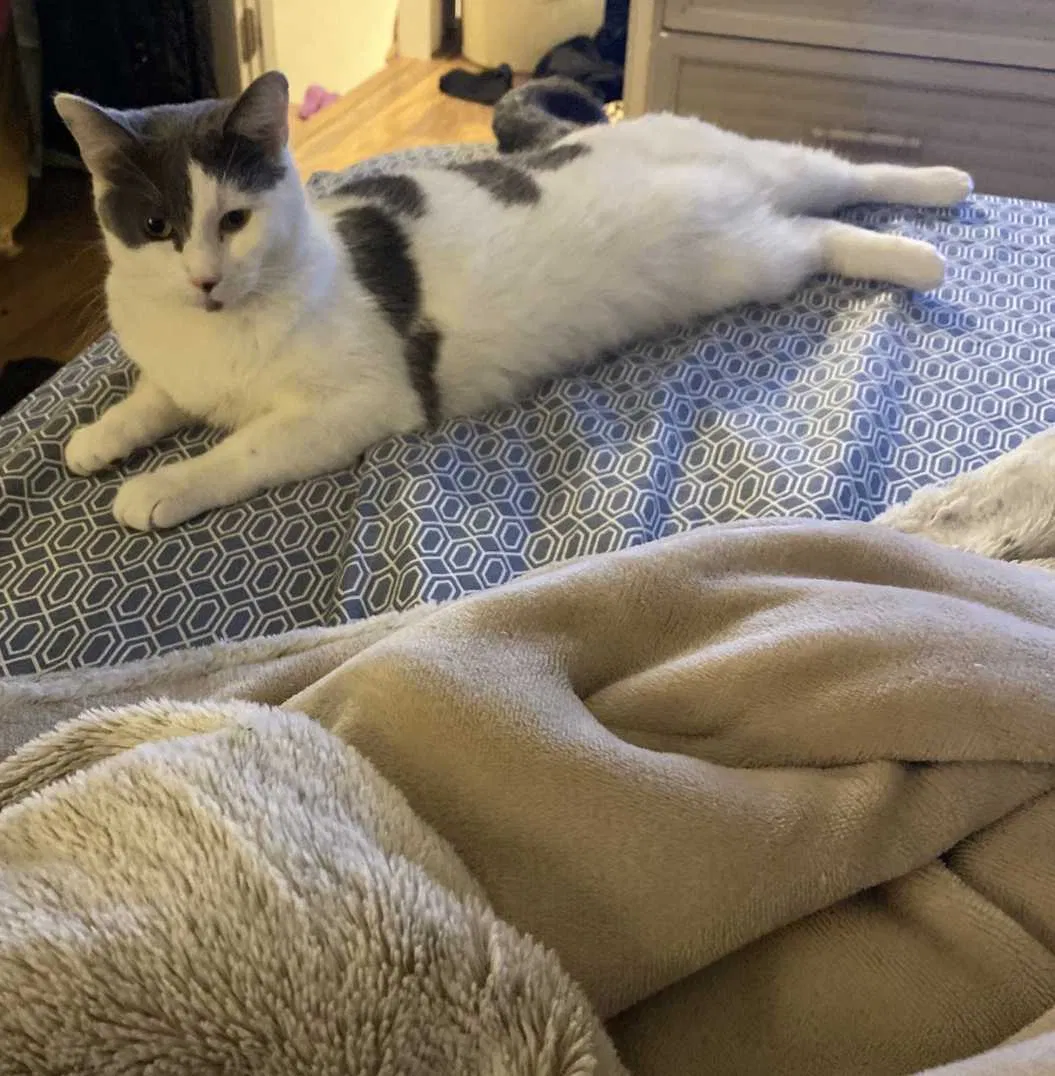 Lost cat in Danbury, CT, 6810