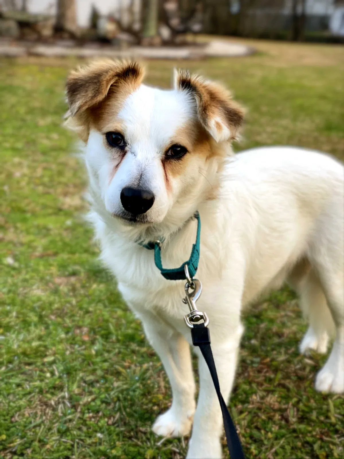 Lost dog in Chattanooga, TN, 37421