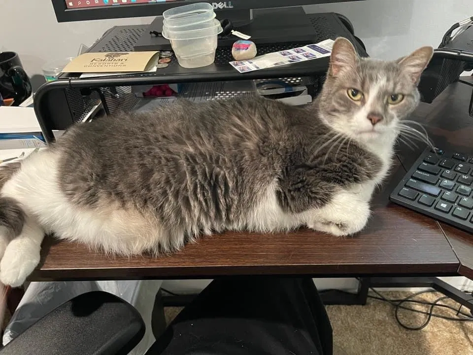 Lost cat in Coatesville, PA, 19320