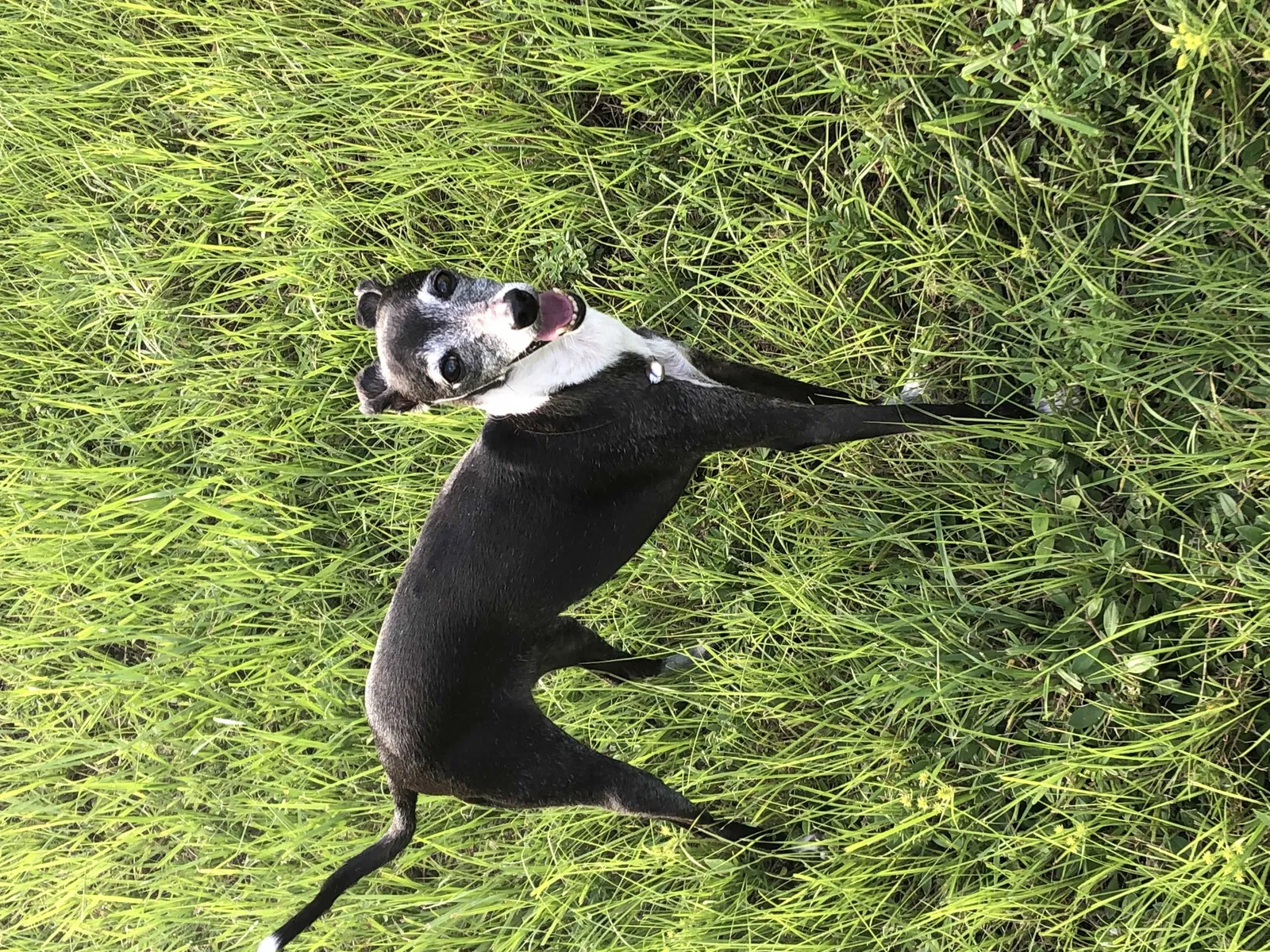 Lost dog in West Palm Beach, FL, 33401