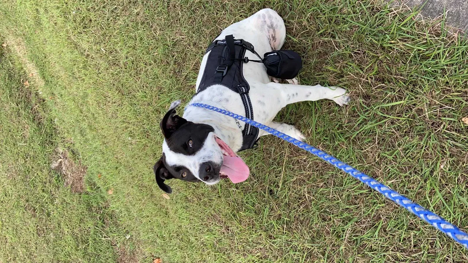 Lost dog in Spring, TX, 77373