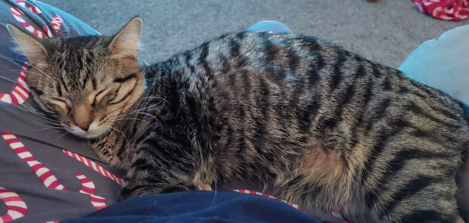Lost cat in Independence, MO, 64052