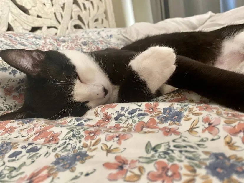 Lost cat in Sorrento, LA, 70778
