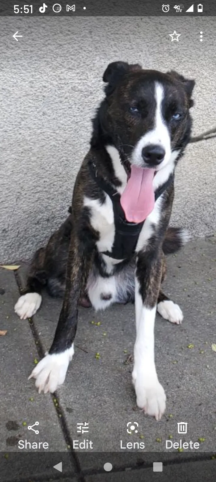 Lost dog in Chattanooga, TN, 37415