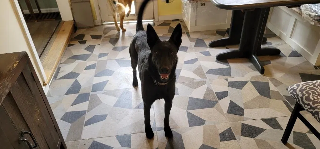 Lost dog in Englewood, CO, 80110