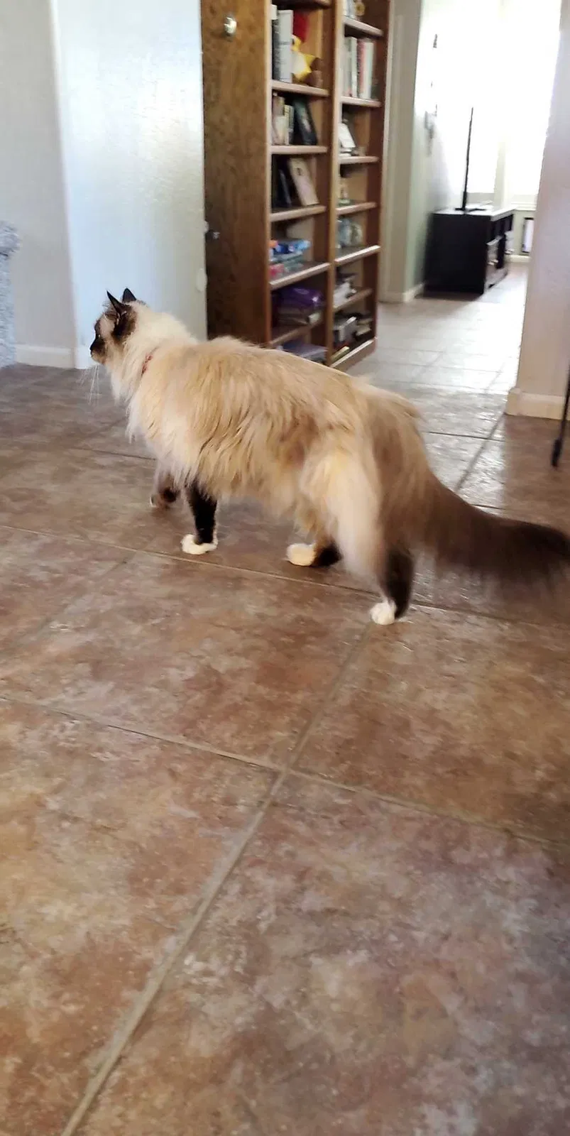Lost cat in Peoria, AZ, 85383