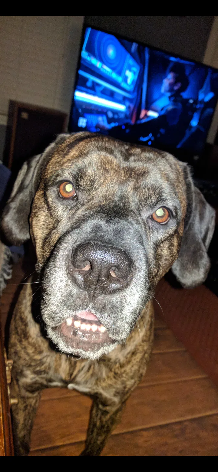 Lost dog in Louisville, KY, 40229