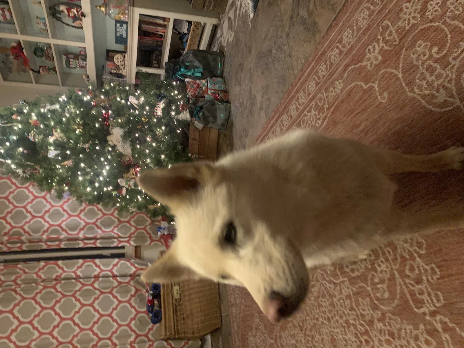 Lost dog in Oklahoma City, OK, 73132
