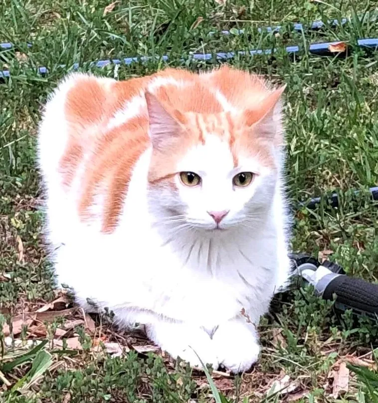 Lost cat in Charlotte, NC, 28205