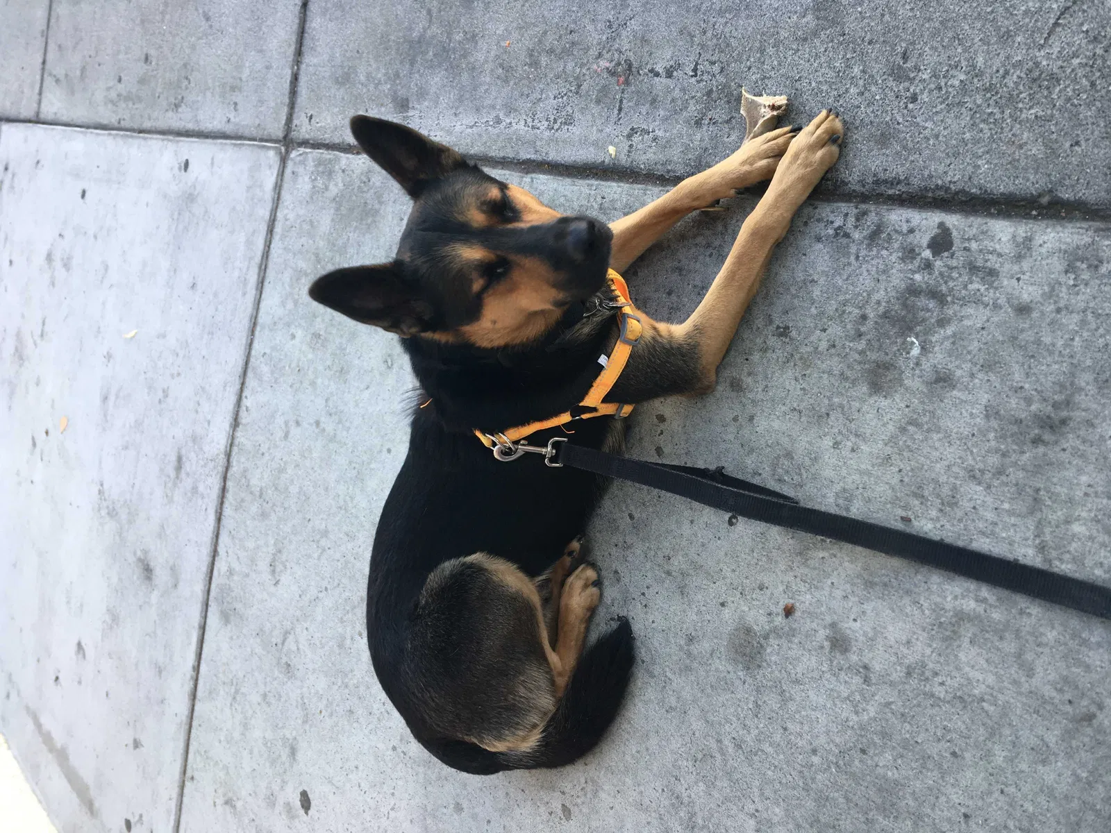Lost dog in Los Angeles, CA, 90039