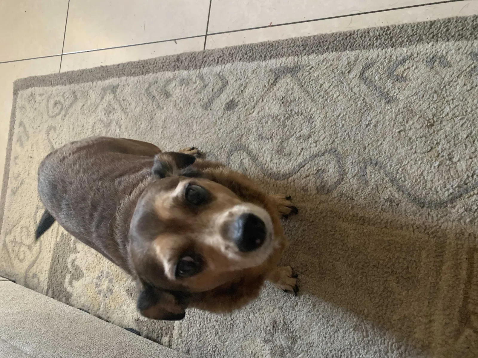 Lost dog in Phoenix, AZ, 85033